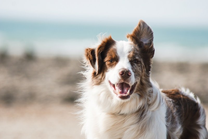 How to Create a Senior Dog-Friendly Home: 10 Essential Modifications